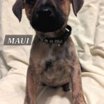 Maui