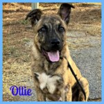 Ollie