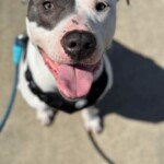 Otis