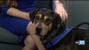 Bingo Pet Of The Week