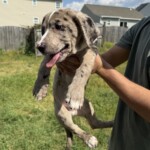 Milo