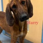 Harry The Redbone Coonhound