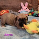 Aneta
