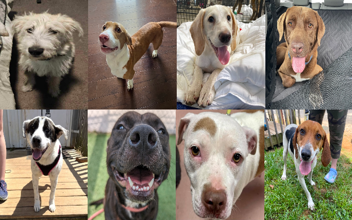 20240501pups