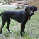 Pepper