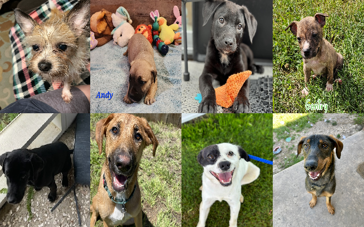20240513pups