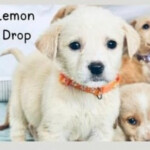 Lemon Drop