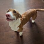Benny