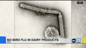 No Bird Flu In Diary Products
