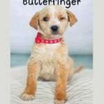 Butterfinger