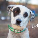 Lucky