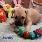 Barney