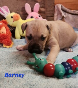 Barney