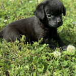 Pongo