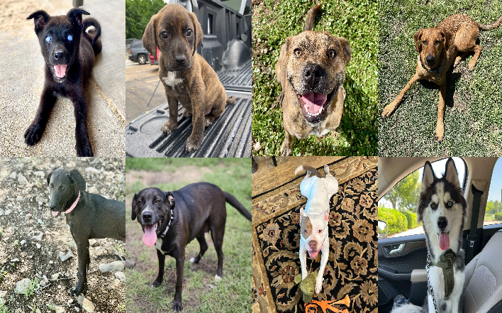 20240514pups