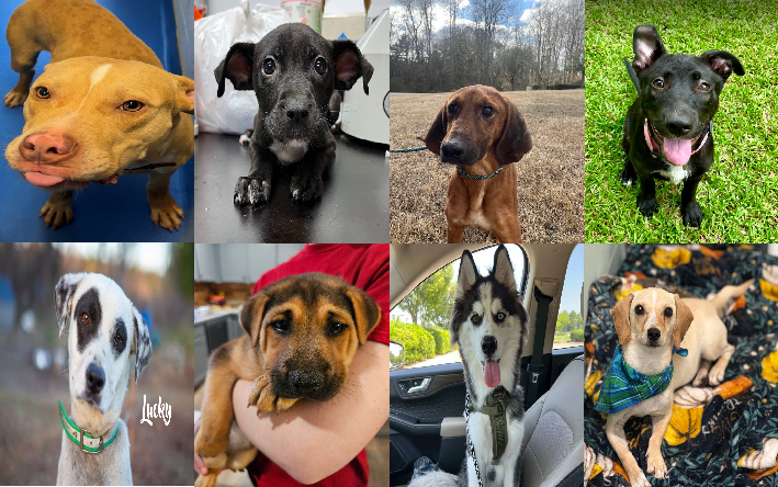 20240515pups