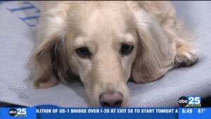 Rescue Dog Training Tips