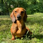 Franklin