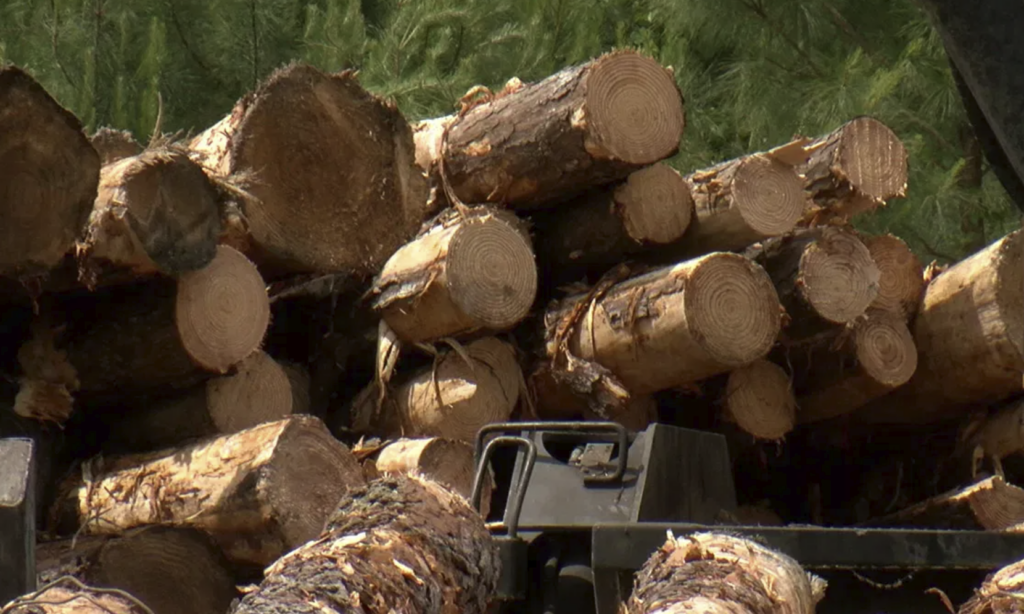 SC lumber