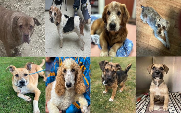 20240509pups