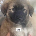 Mia
