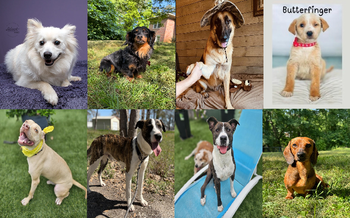 20240520pups