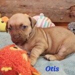 Otis
