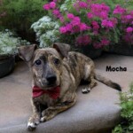 Mocha