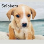 Snickers