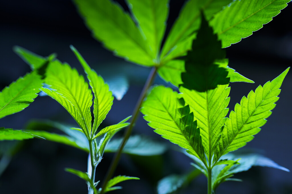Reclassifying Marijuana
