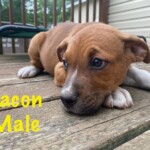 Bacon
