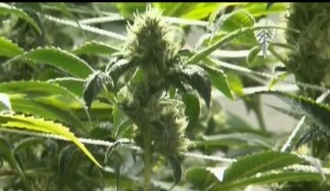 Marijuana Use Vs Alcohol