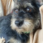 Piper