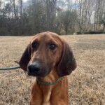 Boone
