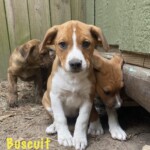 Biscuit