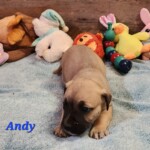 Andy
