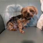 Brutus