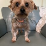 Toby