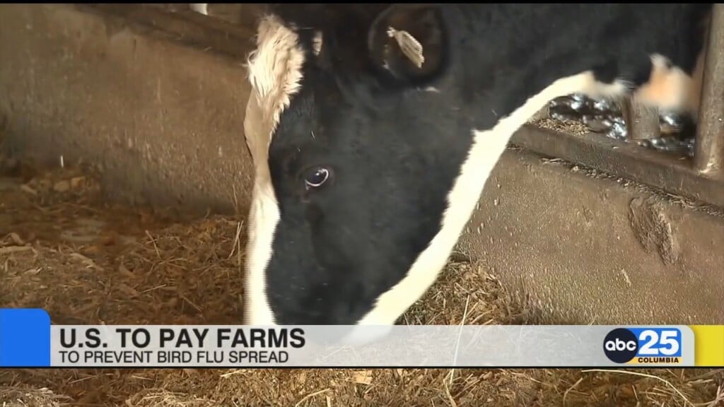 U.s. To Pay Farms To Prevent Bird Flu Spread