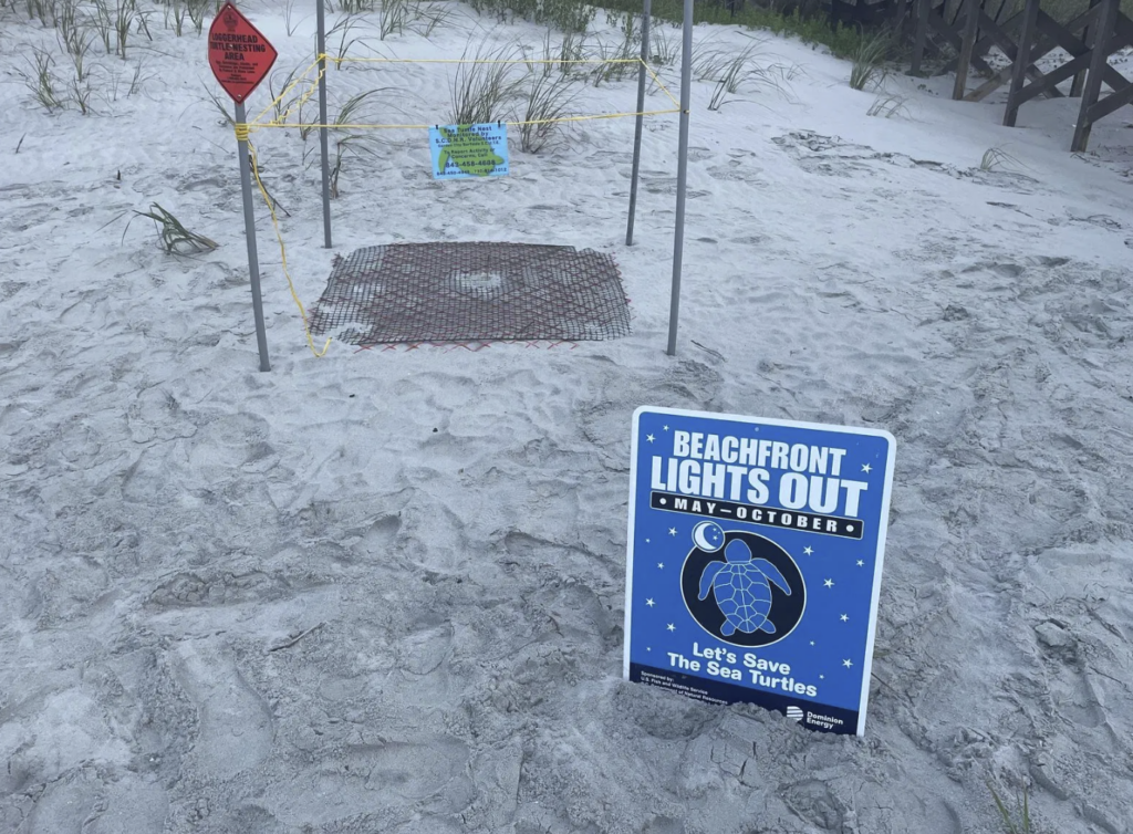 SC sea turtle nesting