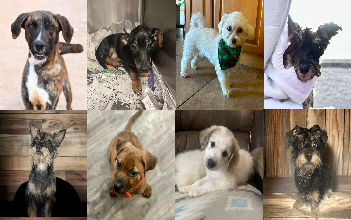 20240528pups