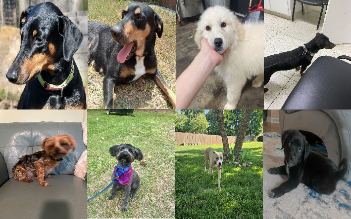 20240527pups