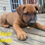 Maple