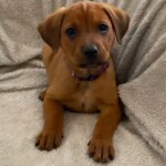 Nutmeg