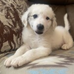 Ruger