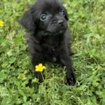 Percy