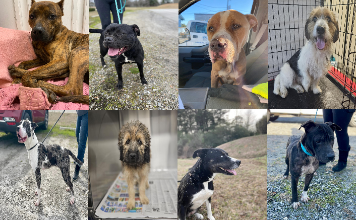 20240521pups