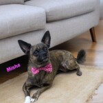 Misha