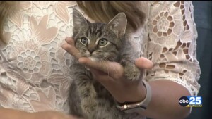 Pet Of The Week Moana Kittens