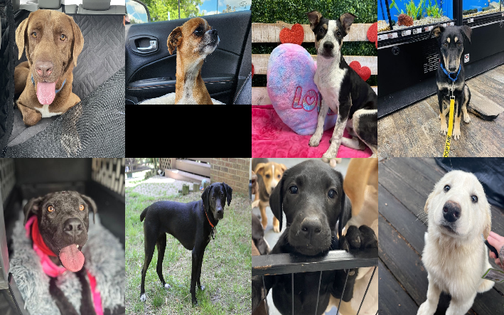 20240502pups